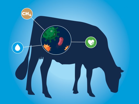 Le projet “CowBiot“ est l’aboutissement de trois ans de recherche, destiné à identifier les animaux à la plus longue production laitière.